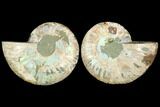 Sliced Ammonite Fossil - Crystal Pockets #114908-1